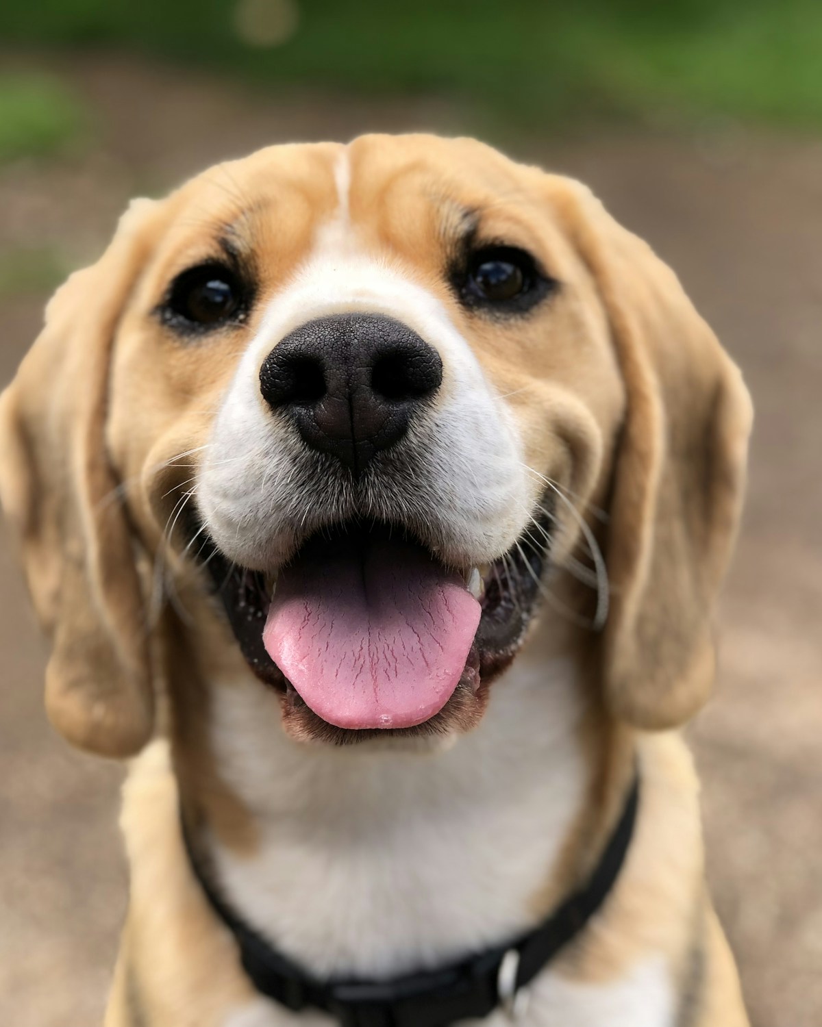 Charlie enjoying a day outdoors